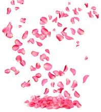 Flying Fresh Pink Rose Petals On White Background