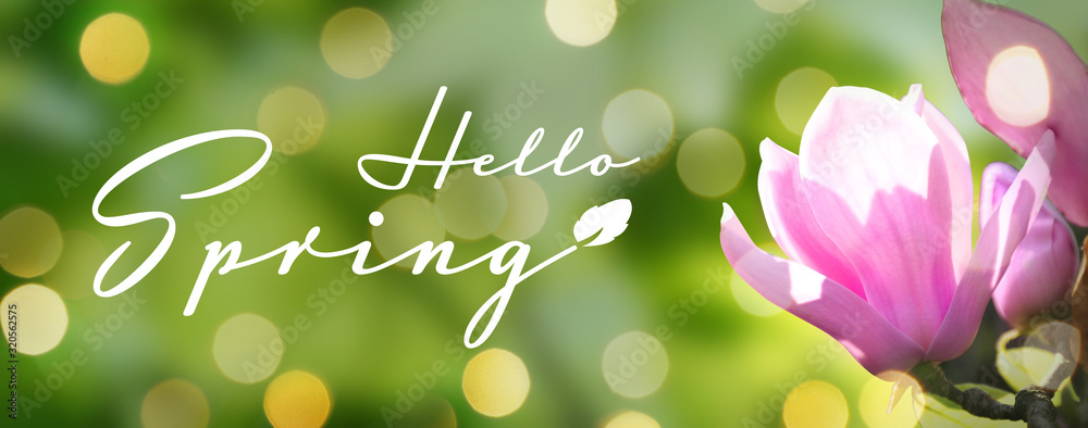 Beautiful magnolia flower on green background. Hello spring - obrazy, fototapety, plakaty 