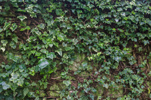 Ivy On Stone Wall 2