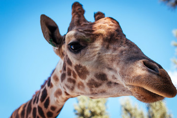 portrait of giraffe