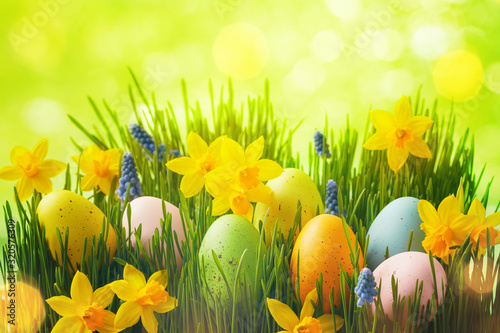 Spring background with Easter eggs in green grass and daffodil flowers Tableau sur Toile