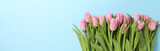 Fototapeta Tulipany - Beautiful pink tulips on blue background, space for text