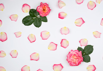Fototapete - scattered chaotically pink petals on a white background