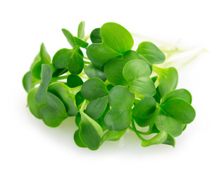 Wall Mural - Micro green arugula isolated on white background