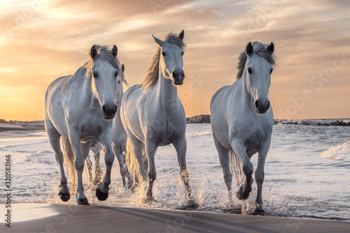 biali-konie-w-camargue-francja