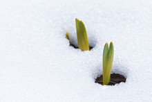 Daffodil Leaves Emerging Through Snow In Early Spring