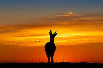 Wall Mural - illustration of fawn at sunset