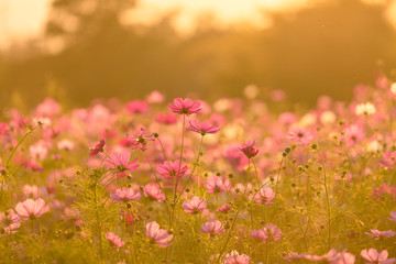 Wall Mural - Beautiful cosmos flowers blooming in garden with sunset light