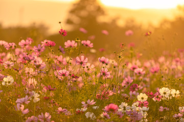Wall Mural - Beautiful cosmos flowers blooming in garden with sunset light