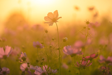 Wall Mural - Beautiful cosmos flowers blooming in garden with sunset light