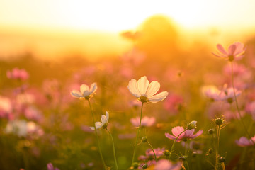 Wall Mural - Beautiful cosmos flowers blooming in garden with sunset light