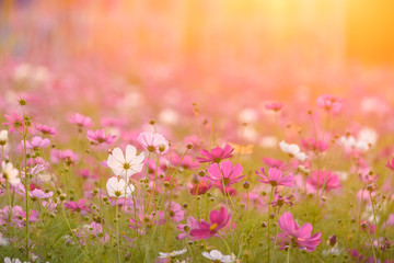 Wall Mural - Beautiful cosmos flowers blooming in garden with sunset light