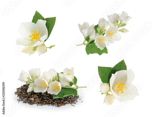 jasmine isolated on white background Tableau sur Toile
