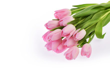 Pink Tulip Flowers Isolated On White