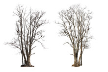 Dry Tree Or Dead Tree Isolated Collection On White Background With Clipping Path