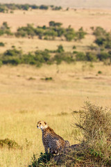 Wall Mural - Cheetah sits on a hill on the savannah of the Masai Mara, Africa