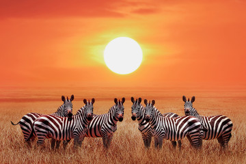 Wall Mural - group of zebras in the african savanna against the beautiful sunset. serengeti national park. tanzan