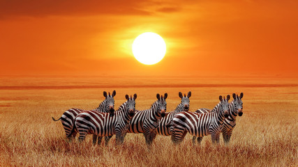Wall Mural - group of zebras in the african savanna against the beautiful sunset. serengeti national park. tanzan