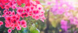 Fototapeta  - Balcony flowers, small garden with blossom of geranium