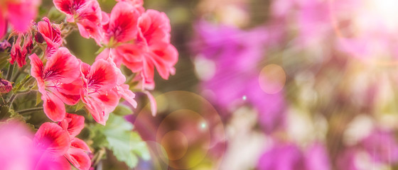 Balcony flowers, small garden with blossom of geranium