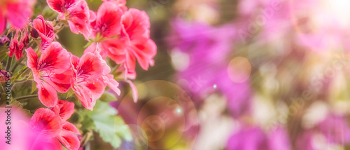 Fotografía Balcony flowers, small garden with blossom of geranium