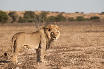 lion in the desert