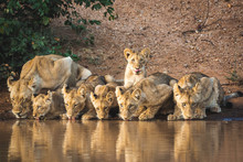 Group Of Lions