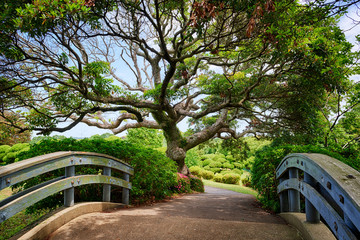 Wall Mural - beautiful tree in Japanese garden