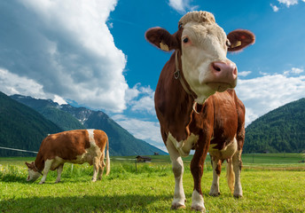 Poster - Two cows on an alpine pasture.