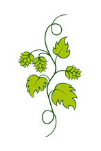 Hop Vine Illustration. Clipart Image Isolated On White Background