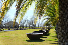 Iron Metal Bowl To Boil Down The Sugar Underneath The Palm Tree