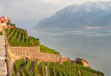 Vineyards In Lavaux Region, Switzerland