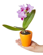 Hand Holding A Flower Pot With A Pink Mini Orchid Phalaenopsis Isolated On White Background With Clipping Path