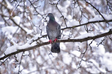 City Blue Dove With An Elongated Neck, On A Snow-covered Branch In The Winter Forest