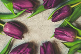 Fototapeta Tulipany - Fioletowe tulipany na szarym tle różowa wstążka