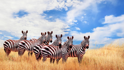 Wall Mural - group of wild zebras in the african savanna against the beautiful blue sky with white clouds. wildli