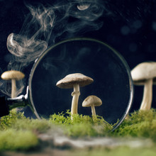 Mystical Closeup Through Magnifying Glass And Smoke View Of Small Gray Champignon Mushrooms Growing Among Fresh Green Moss Against Blue Wall