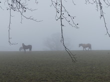 Horses In A Foggy Field