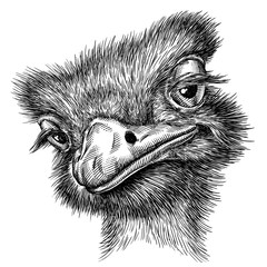 black and white engrave isolated ostrich illustration