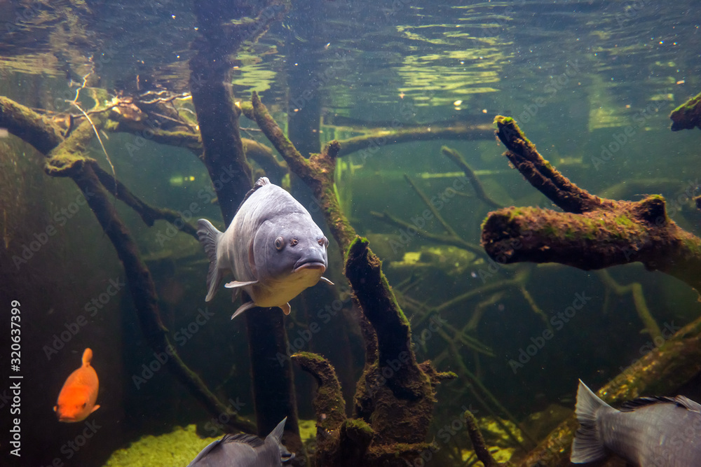 Freshwater fish carp (Cyprinus carpio) in the pond Stock Photo | Adobe ...