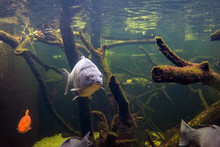 Freshwater Fish Carp (Cyprinus Carpio) In The Pond