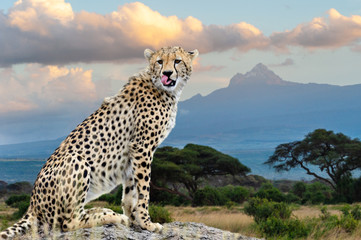 Wall Mural - Wild african cheetah