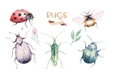 Set Of Watercolor Bright Beetles, Bugs Fly And Bees. Isolated Colorful Cartoon Buttle And Bug. Insect Set Decoration