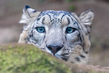 A Snow Leopard, Panthera Uncia, Hidden Behind A Rock, Hunting