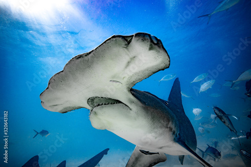 Fotografía Great Hammerhead diving in the Bahamas
