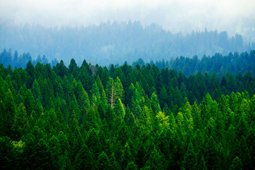 Stormy Forest in Mountains Clouds and Fog Weather