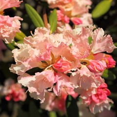 Wall Mural - Pink azalea.