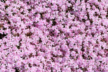 Sticker - Phlox subulata.