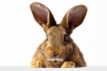 Wall Mural - Red fluffy rabbit looks at the sign. Isolated on white background Easter bunny. Red hare for advertising.