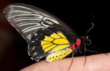 Black Yellow Red Butterfly